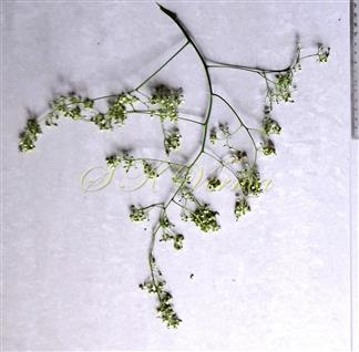  Inflorescence